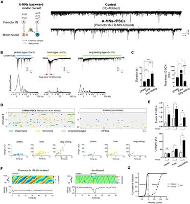 Motor Rhythm Dissection From the Backward Circuit in C. elegans